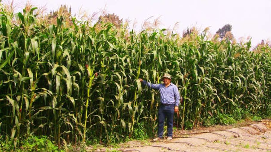 Zona del maíz
